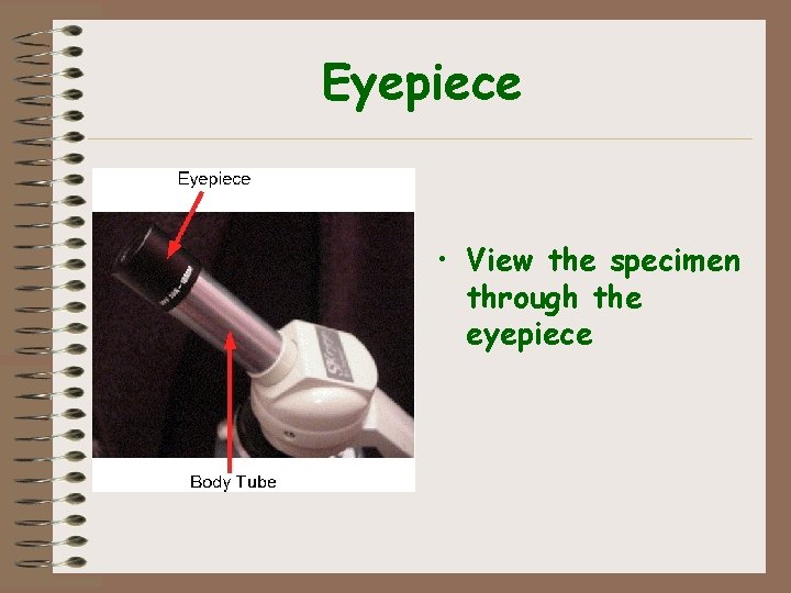 Eyepiece • View the specimen through the eyepiece 