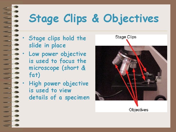 Stage Clips & Objectives • Stage clips hold the slide in place • Low