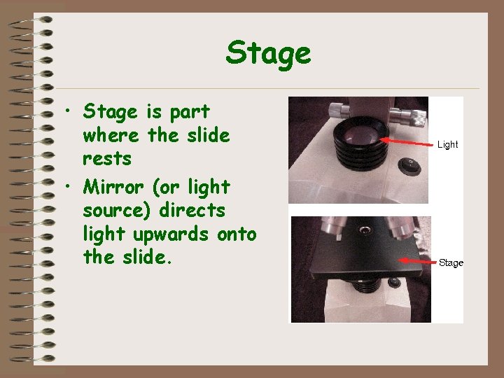 Stage • Stage is part where the slide rests • Mirror (or light source)