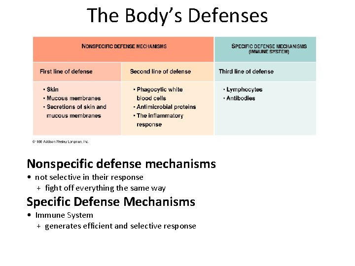 The Body’s Defenses Nonspecific defense mechanisms • not selective in their response + fight