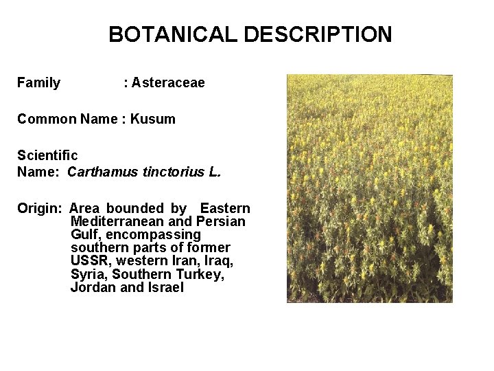 BOTANICAL DESCRIPTION Family : Asteraceae Common Name : Kusum Scientific Name: Carthamus tinctorius L.
