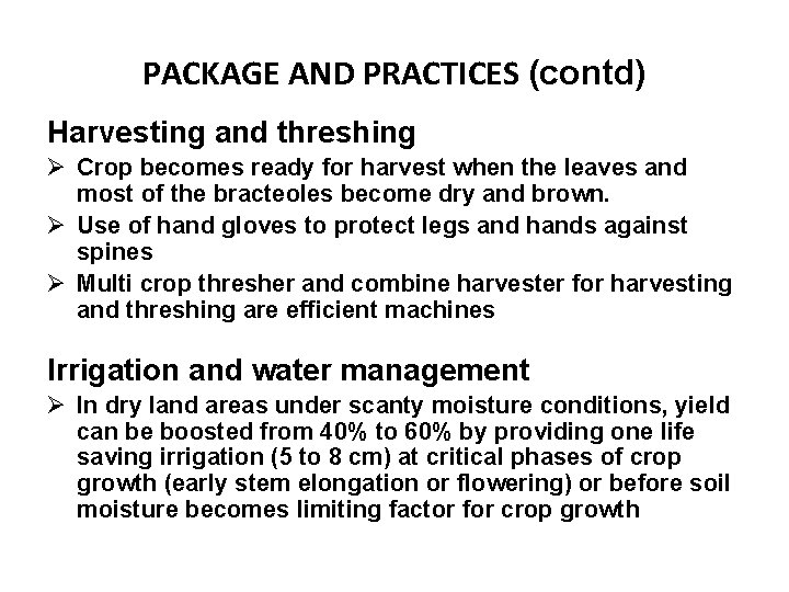 PACKAGE AND PRACTICES (contd) Harvesting and threshing Ø Crop becomes ready for harvest when