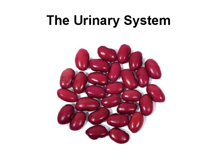The Urinary System 