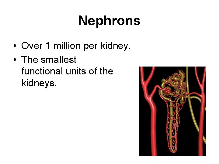 Nephrons • Over 1 million per kidney. • The smallest functional units of the
