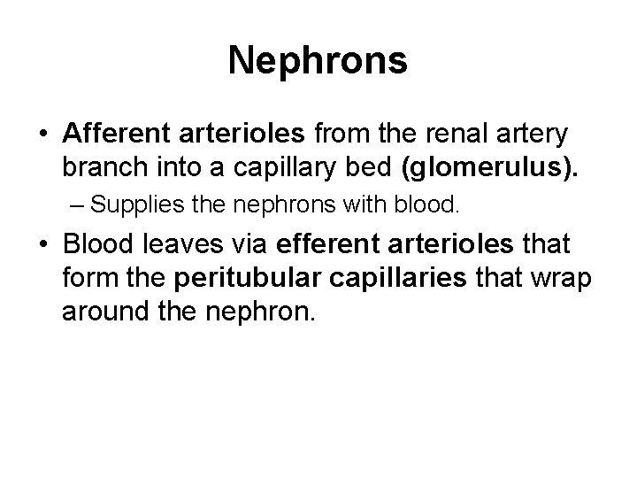 Nephrons • Afferent arterioles from the renal artery branch into a capillary bed (glomerulus).