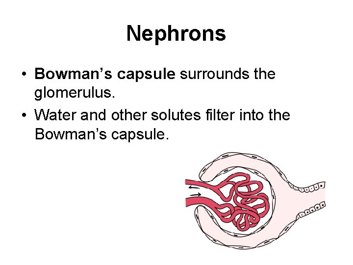 Nephrons • Bowman’s capsule surrounds the glomerulus. • Water and other solutes filter into