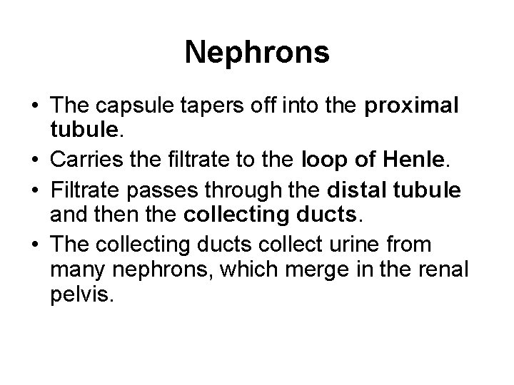 Nephrons • The capsule tapers off into the proximal tubule. • Carries the filtrate