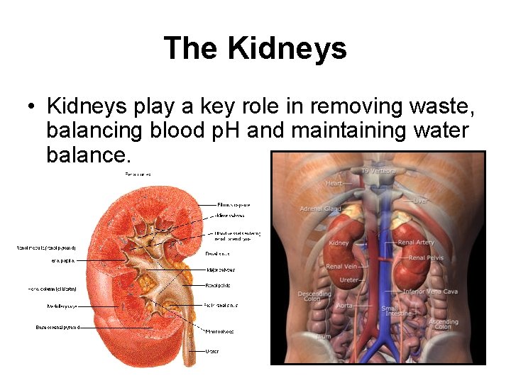The Kidneys • Kidneys play a key role in removing waste, balancing blood p.