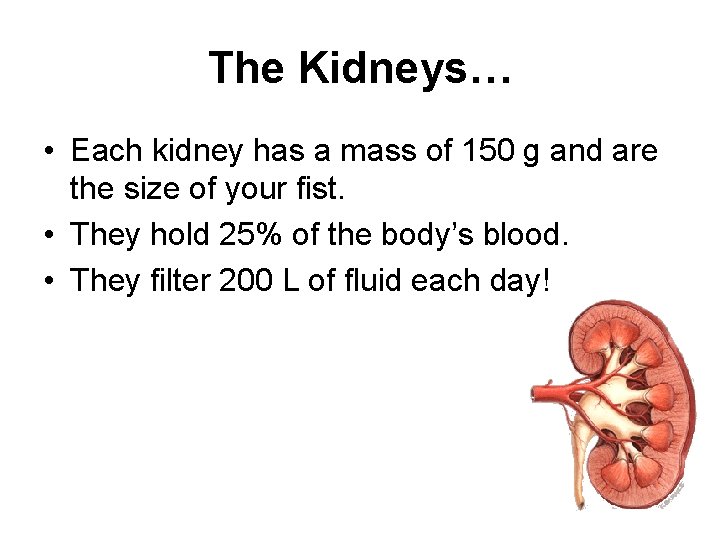 The Kidneys… • Each kidney has a mass of 150 g and are the