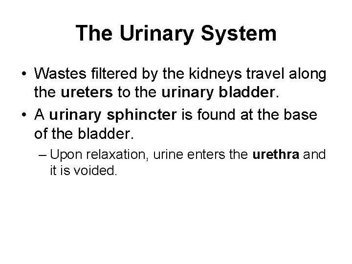 The Urinary System • Wastes filtered by the kidneys travel along the ureters to