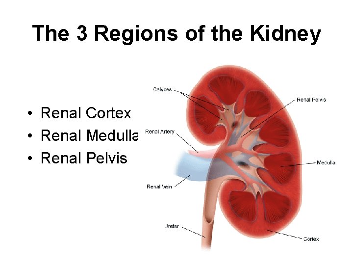 The 3 Regions of the Kidney • Renal Cortex • Renal Medulla • Renal