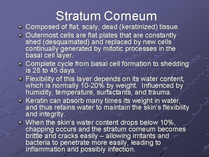 Stratum Corneum Composed of flat, scaly, dead (keratinized) tissue. Outermost cells are flat plates