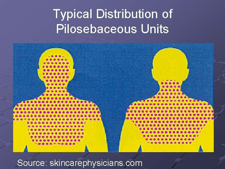 Typical Distribution of Pilosebaceous Units Source: skincarephysicians. com 