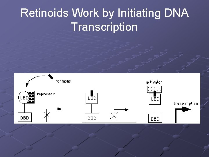 Retinoids Work by Initiating DNA Transcription 