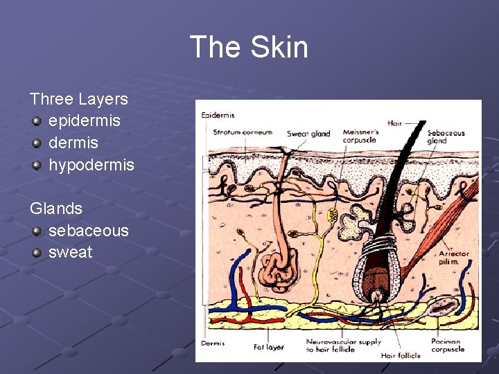 The Skin Three Layers epidermis hypodermis Glands sebaceous sweat 