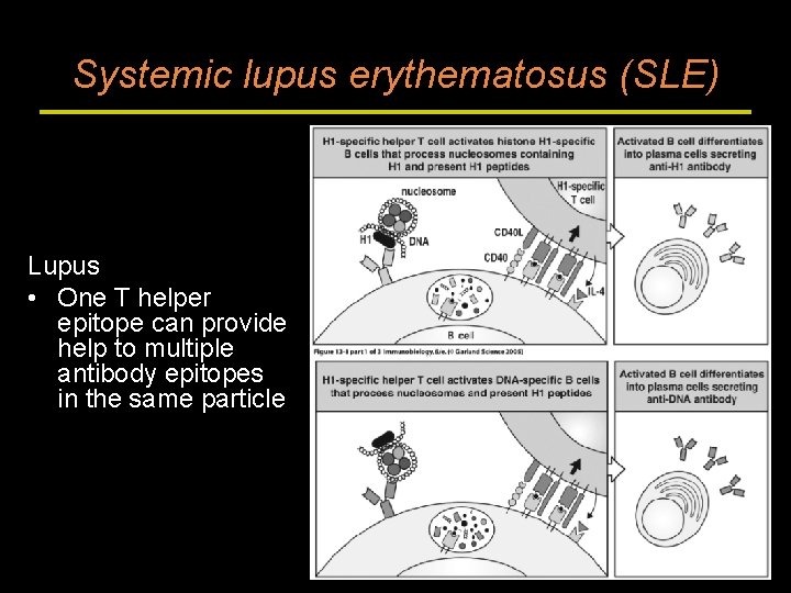 Systemic lupus erythematosus (SLE) Lupus • One T helper epitope can provide help to