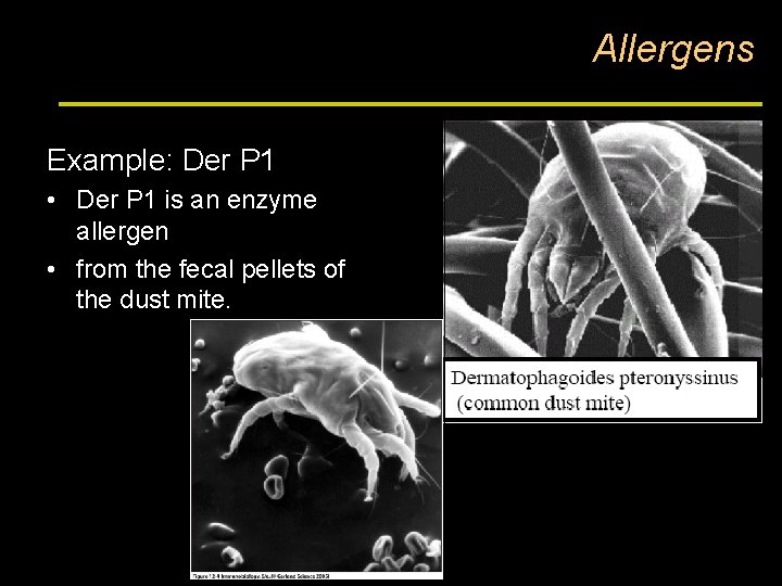 Allergens Example: Der P 1 • Der P 1 is an enzyme allergen •