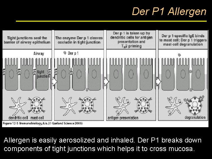 Der P 1 Allergen is easily aerosolized and inhaled. Der P 1 breaks down
