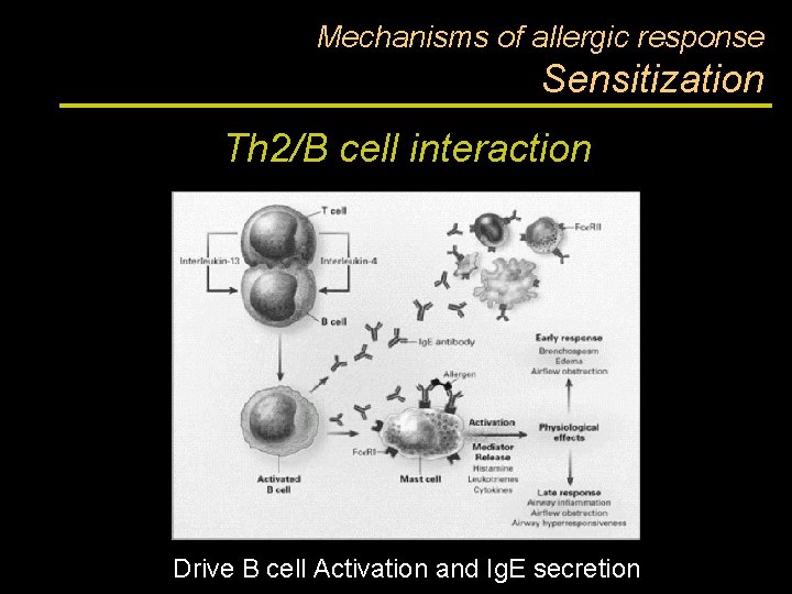 Mechanisms of allergic response Sensitization Th 2/B cell interaction Drive B cell Activation and