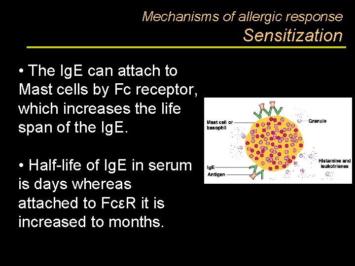 Mechanisms of allergic response Sensitization • The Ig. E can attach to Mast cells