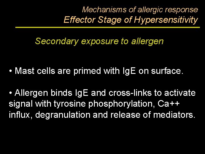 Mechanisms of allergic response Effector Stage of Hypersensitivity Secondary exposure to allergen • Mast