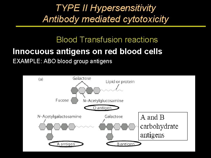 TYPE II Hypersensitivity Antibody mediated cytotoxicity Blood Transfusion reactions Innocuous antigens on red blood
