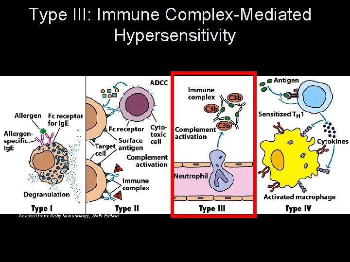 Type III: Immune Complex-Mediated Hypersensitivity Adapted from: Kuby Immunology, Sixth Edition 