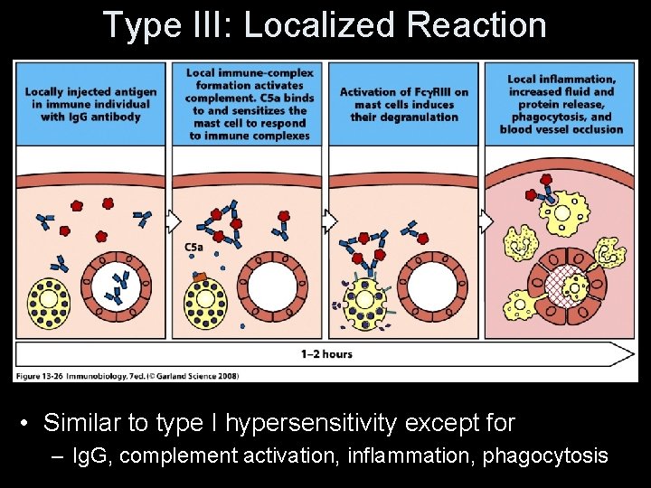 Type III: Localized Reaction • Similar to type I hypersensitivity except for – Ig.