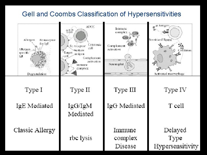 Gell and Coombs Classification of Hypersensitivities 