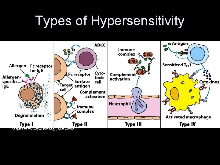 Types of Hypersensitivity Adapted from: Kuby Immunology, Sixth Edition 