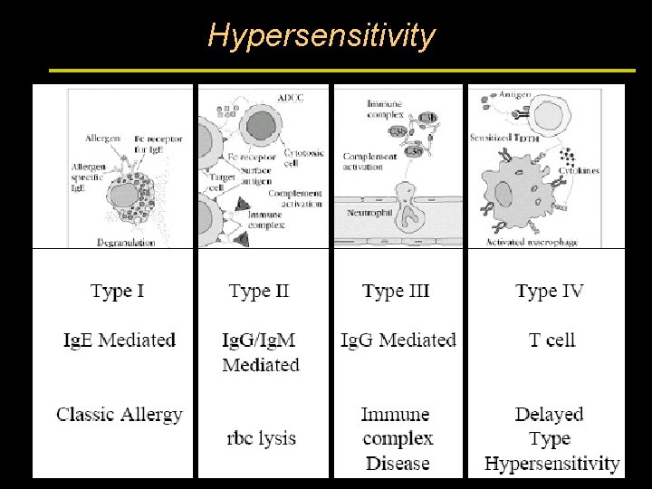 Hypersensitivity 