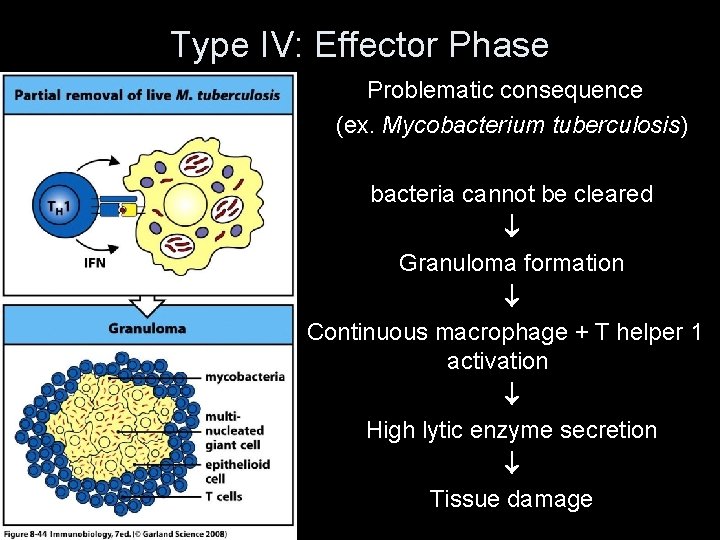 Type IV: Effector Phase Problematic consequence (ex. Mycobacterium tuberculosis) bacteria cannot be cleared Granuloma