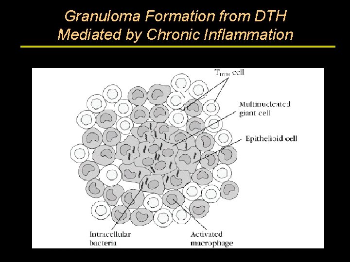 Granuloma Formation from DTH Mediated by Chronic Inflammation 