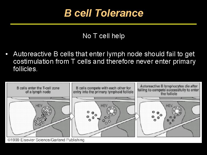 B cell Tolerance No T cell help • Autoreactive B cells that enter lymph