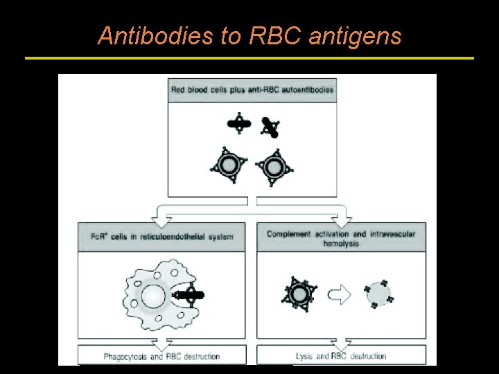 Antibodies to RBC antigens 