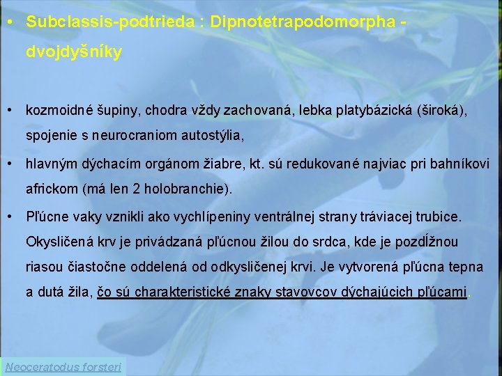  • Subclassis-podtrieda : Dipnotetrapodomorpha dvojdyšníky • kozmoidné šupiny, chodra vždy zachovaná, lebka platybázická