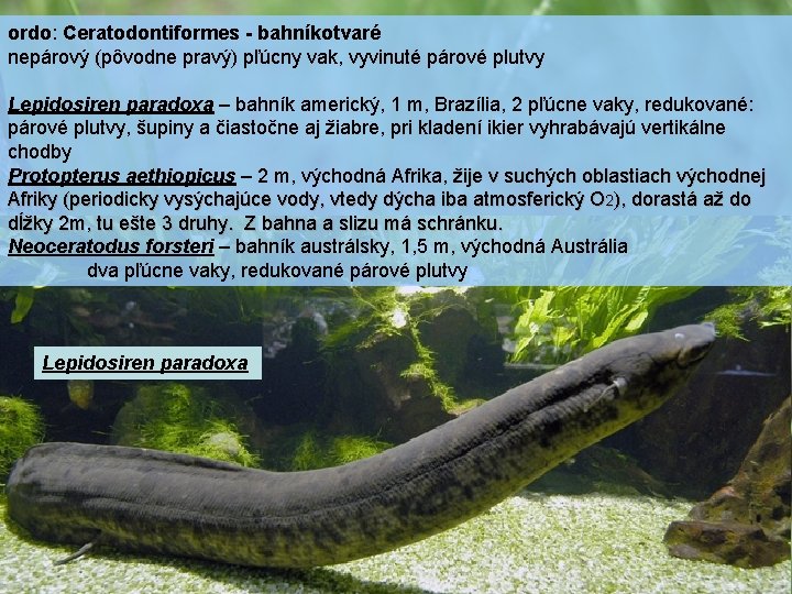 ordo: Ceratodontiformes - bahníkotvaré nepárový (pôvodne pravý) pľúcny vak, vyvinuté párové plutvy Lepidosiren paradoxa