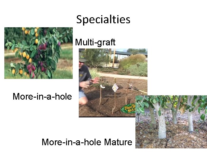 Specialties Multi-graft More-in-a-hole Mature 