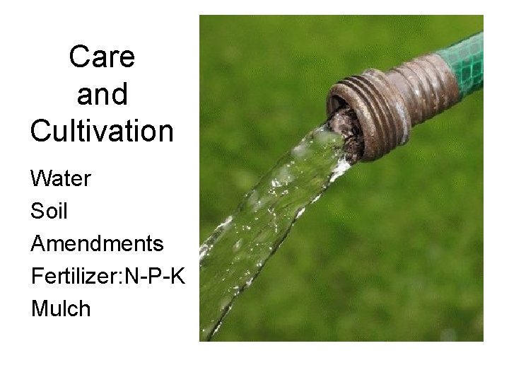 Care and Cultivation Water Soil Amendments Fertilizer: N-P-K Mulch 