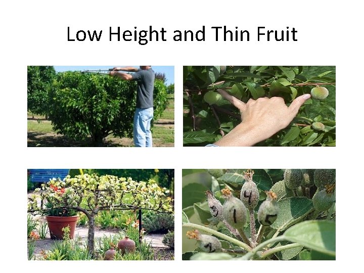 Low Height and Thin Fruit 