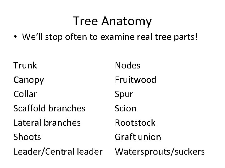Tree Anatomy • We’ll stop often to examine real tree parts! Trunk Canopy Collar