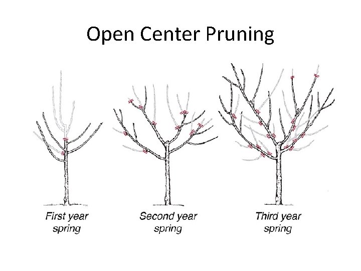 Open Center Pruning 