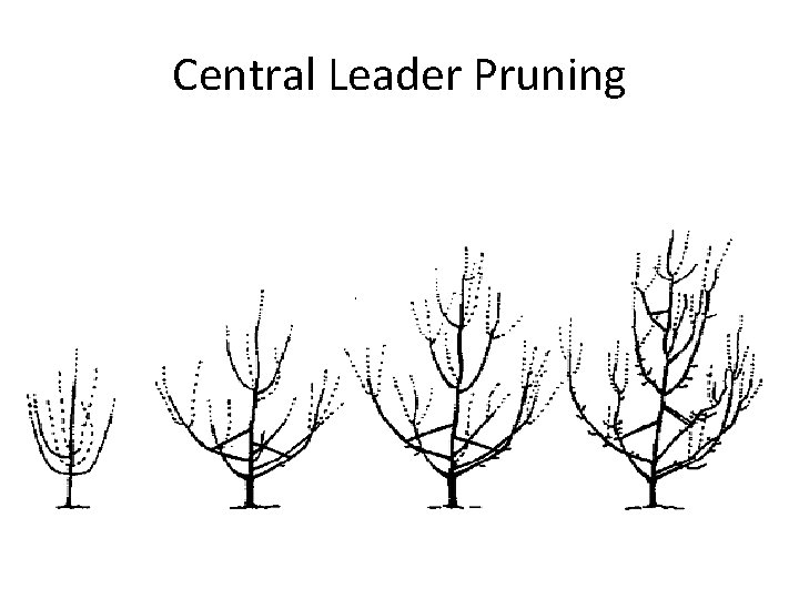 Central Leader Pruning 