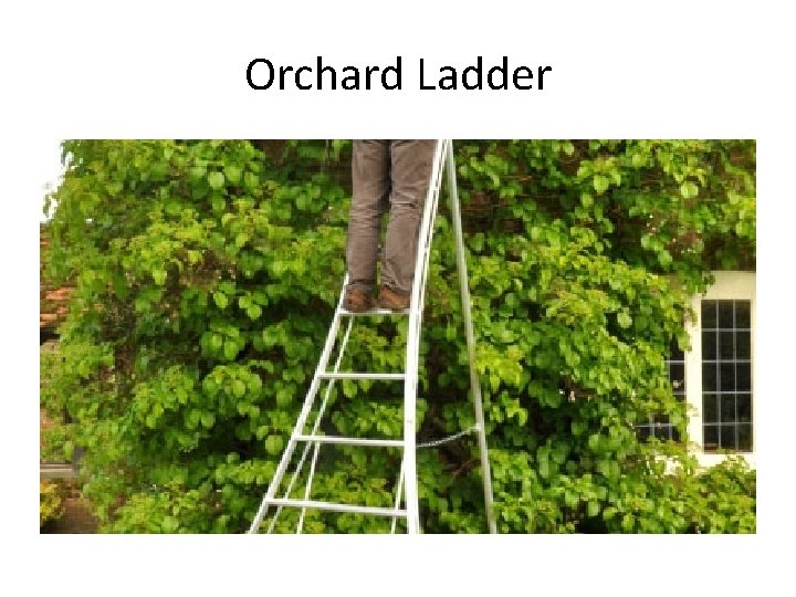 Orchard Ladder 