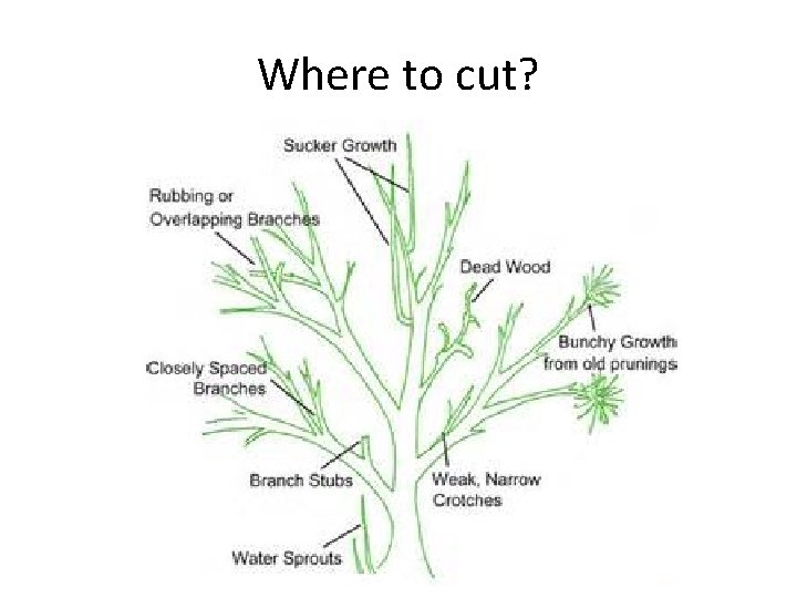 Where to cut? 