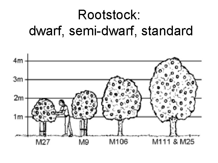 Rootstock: dwarf, semi-dwarf, standard 