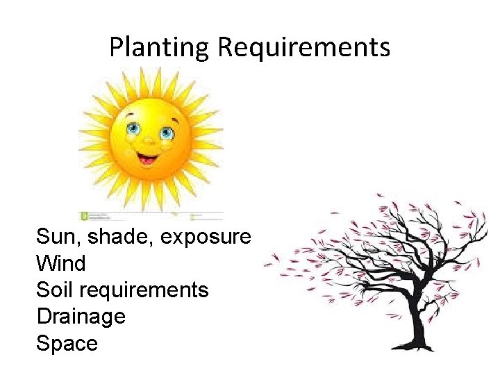 Planting Requirements Sun, shade, exposure Wind Soil requirements Drainage Space 