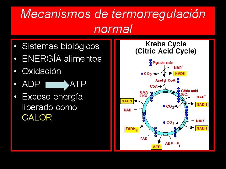 Mecanismos de termorregulación normal • • • Sistemas biológicos ENERGÍA alimentos Oxidación ADP ATP