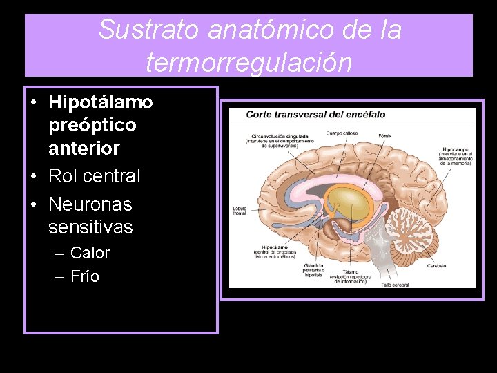 Sustrato anatómico de la termorregulación • Hipotálamo preóptico anterior • Rol central • Neuronas