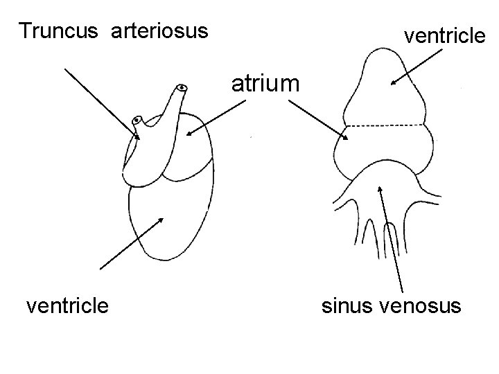 Truncus arteriosus ventricle atrium ventricle sinus venosus 